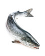 Photo: Whole salmon Whole salmon