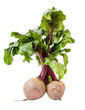Foto: Beet root (Beta vulgaris) Beet root (Beta vulgaris)