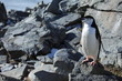 Kinnstreifen Pinguine in der Antarktis