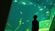 Video: young boy watch aquairum young boy watch aquairum