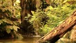 tropical rain forest