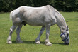 Photo: Big horse Big horse