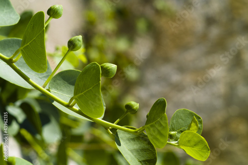 Photo: Caper (Capparis spinosa) Caper (Capparis spinosa)