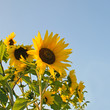Sunflowers: color of the summer