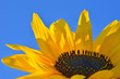 Sonnenblume, ganz nah