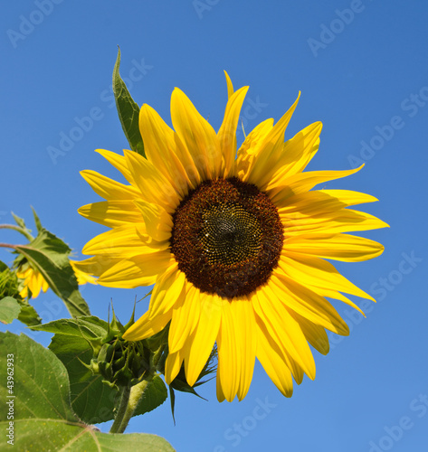 Photo: Sonnenblume: Farbe des Sommers Sonnenblume: Farbe des Sommers