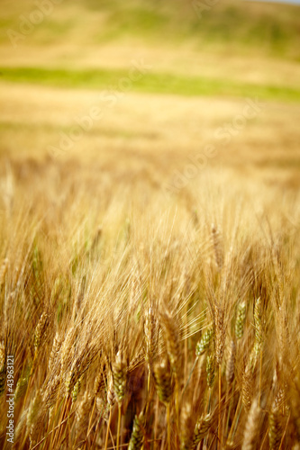 Photo: Yellow grain ready for harvest growing in a Tuscany farm field Yellow grain ready for harvest growing in a Tuscany farm field
