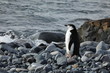 Kinnstreifen Pinguine in der Antarktis