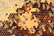 Larvae and cocoons of bees