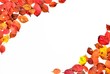 Photo: 紅葉と落ち葉の彩 C 紅葉と落ち葉の彩 C