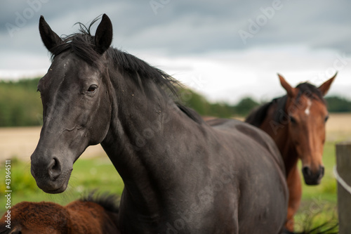 Photo: Black horse in the Swedish countryside Black horse in the Swedish countryside