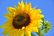 Sonnenblume: Farbe des Sommers