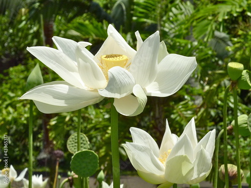 Photo: lotus blanc lotus blanc