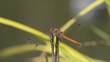 Video: Libellule Libellule