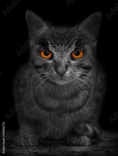 Photo: The Wildcat. The Wildcat.