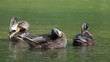 enten morgen retuale