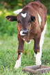 The cow is standing in the grass