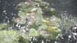 Video: Frösche im Weiher Frösche im Weiher