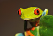 Foto: red eyed green tree or gaudy leaf frog, costa rica red eyed green tree or gaudy leaf frog, costa rica