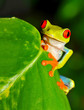 Foto: red eyed green tree or gaudy leaf frog , costa rica red eyed green tree or gaudy leaf frog , costa rica