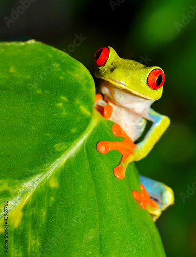 Photo: red eyed green tree or gaudy leaf frog , costa rica red eyed green tree or gaudy leaf frog , costa rica