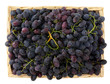 Uva nera