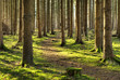 waldweg