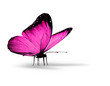 Violet butterfly on white background