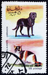 Postage stamp Oman 1972 Cat and Dog