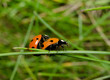 Foto: mating ladybirds, grass mating ladybirds, grass