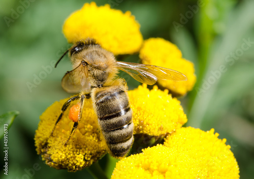 Photo: honeybee from above, yellow umbels honeybee from above, yellow umbels