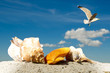Foto: Muscheln, Möve und blauer Himmel Muscheln, Möve und blauer Himmel