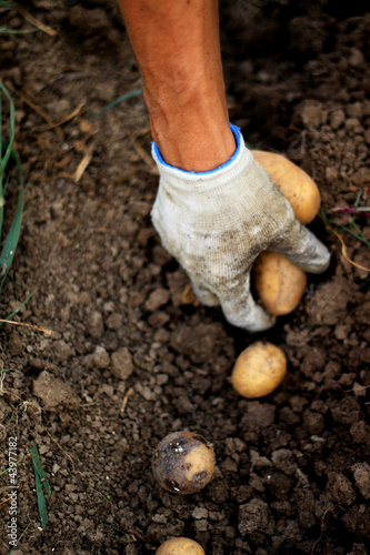 Photo: Kartoffeln einsammeln Kartoffeln einsammeln