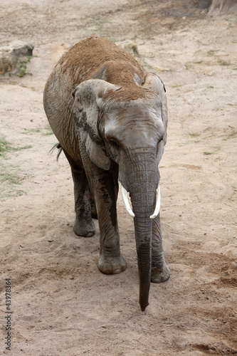 Photo: Afrikanischer Elefant Afrikanischer Elefant