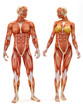 Male and Female musculoskeletal system