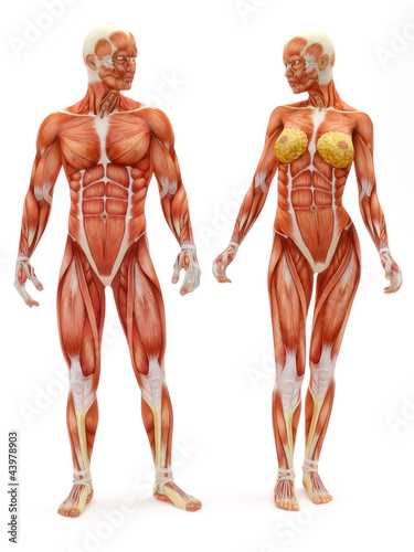 Illustration: Male and Female musculoskeletal system Male and Female musculoskeletal system