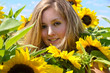 Abgetaucht zwischen Sonnenblumen