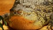 Big Crocodile on yellow sand background