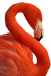 Portrait de flamand rose