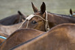 Polo paddock