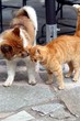 Freundschaft zwischen Elo und Katze 4