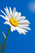 Photo: Camomile Camomile