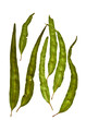 Australian Gum Leaves Eucalyptus citriodora