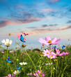 Foto: butterflies flying in the flowers butterflies flying in the flowers
