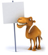 Fun camel