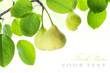 Photo: Fresh ripe pears on branch border isolated on white Fresh ripe pears on branch border isolated on white
