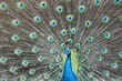 Pfau