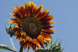 Sonnenblume