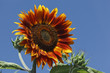 Sonnenblume