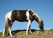 Weidendes Painthorse